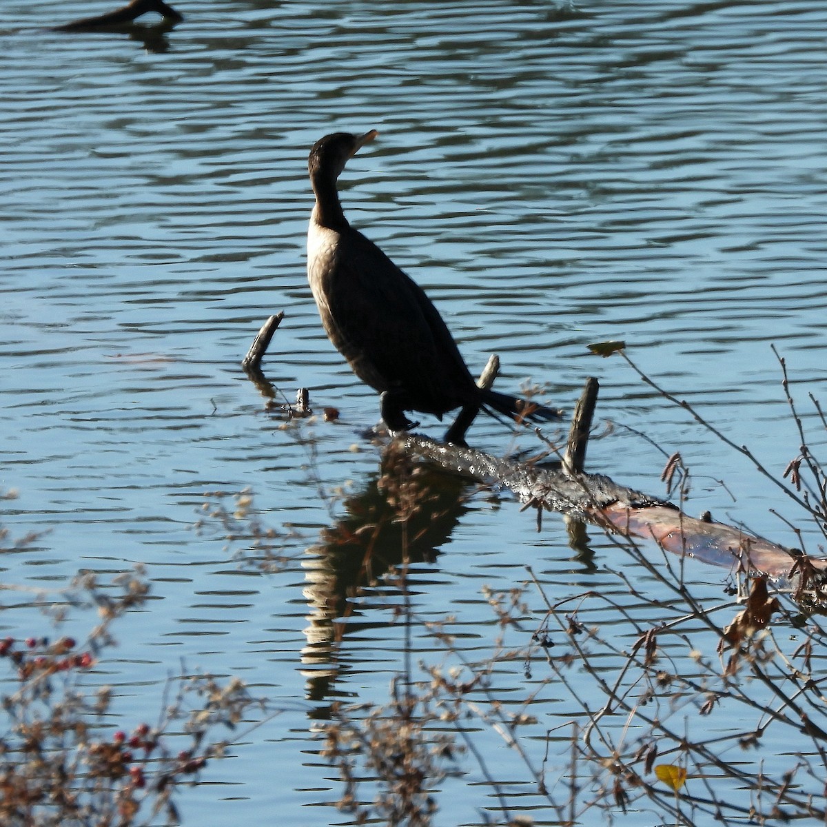 Double-crested Cormorant - ML646809250