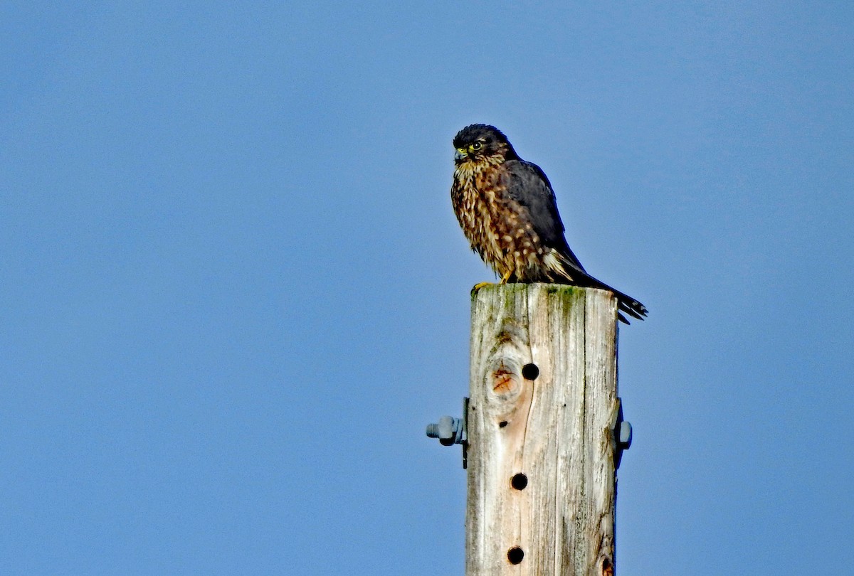 Merlin - ML646809251