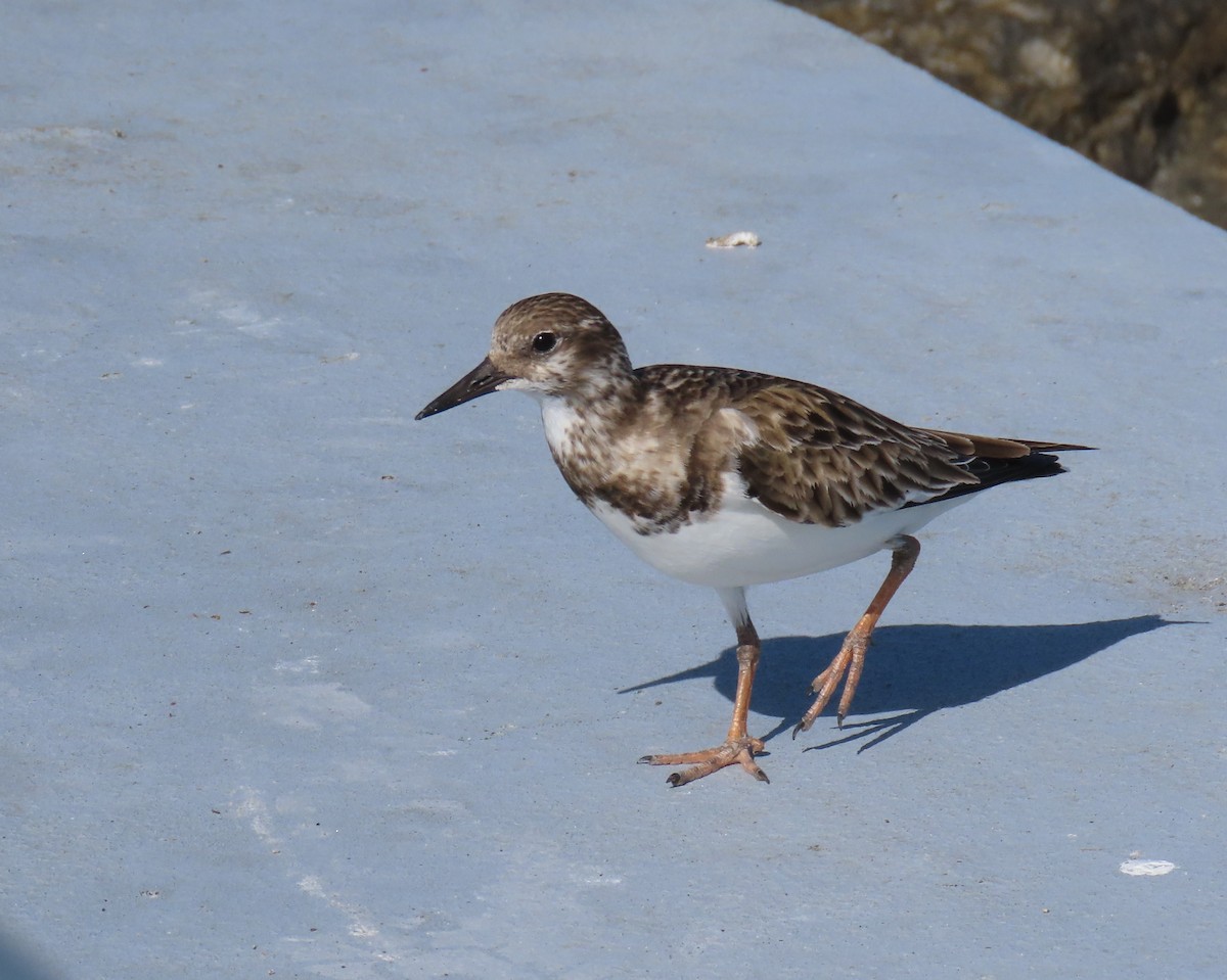 Камнешарка - ML646809254