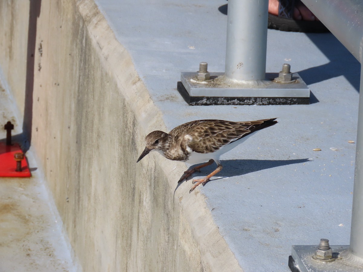 Камнешарка - ML646809255