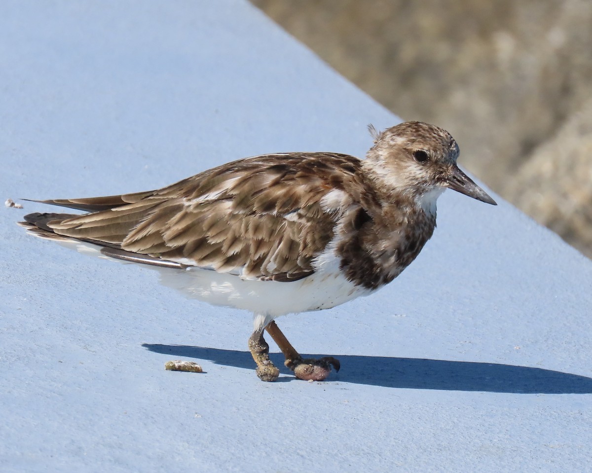 Камнешарка - ML646809256