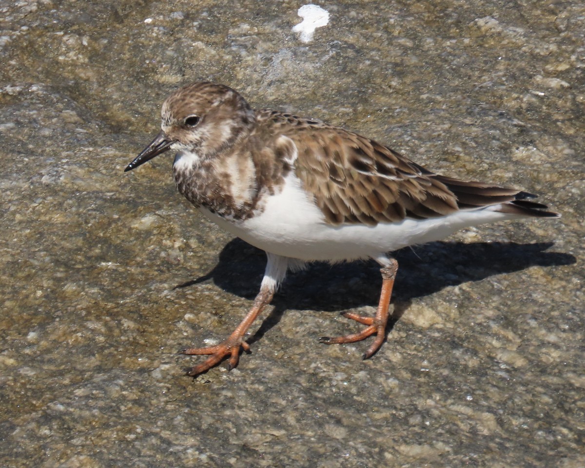 Камнешарка - ML646809257