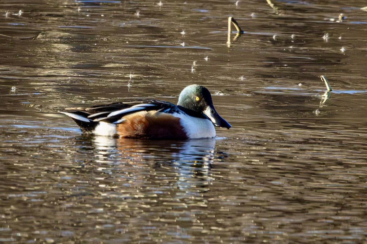 Canard souchet - ML646809258