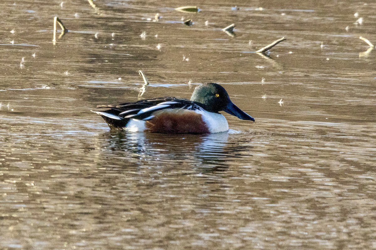 Canard souchet - ML646809259