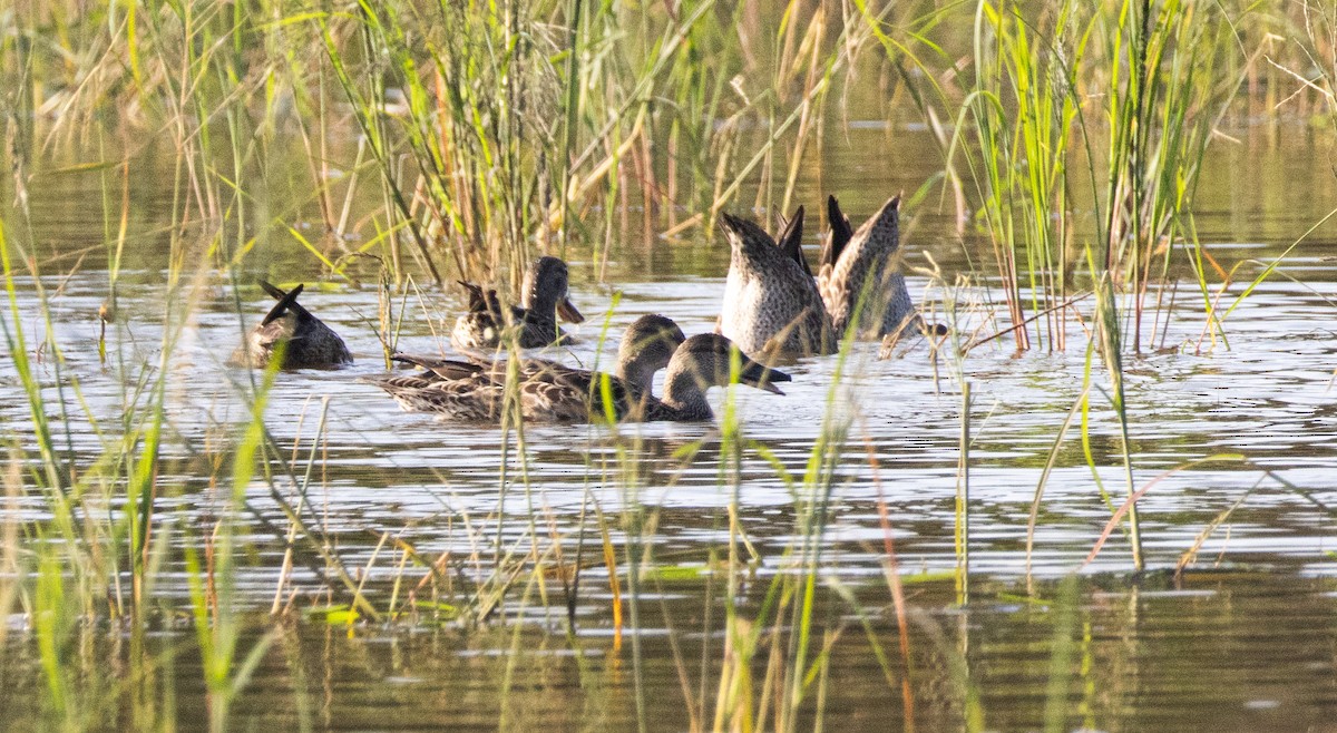 Blue-winged Teal - ML646809260