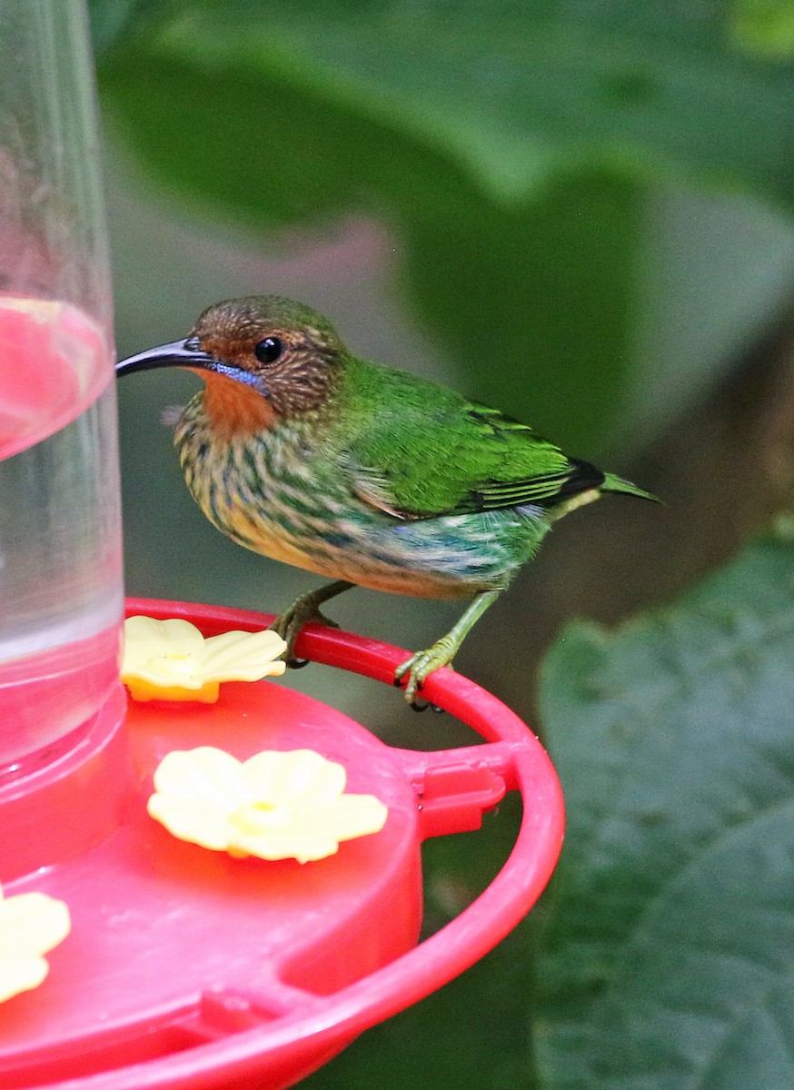 Kobaltnaschvogel - ML646809265