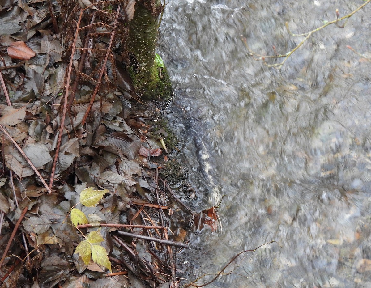 Animales - ML646809266