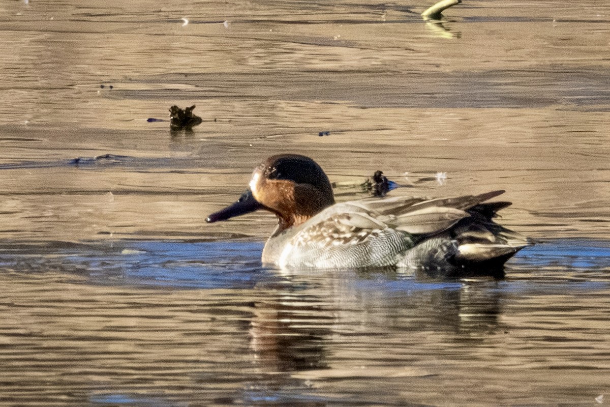 Sarcelle d'hiver - ML646809267