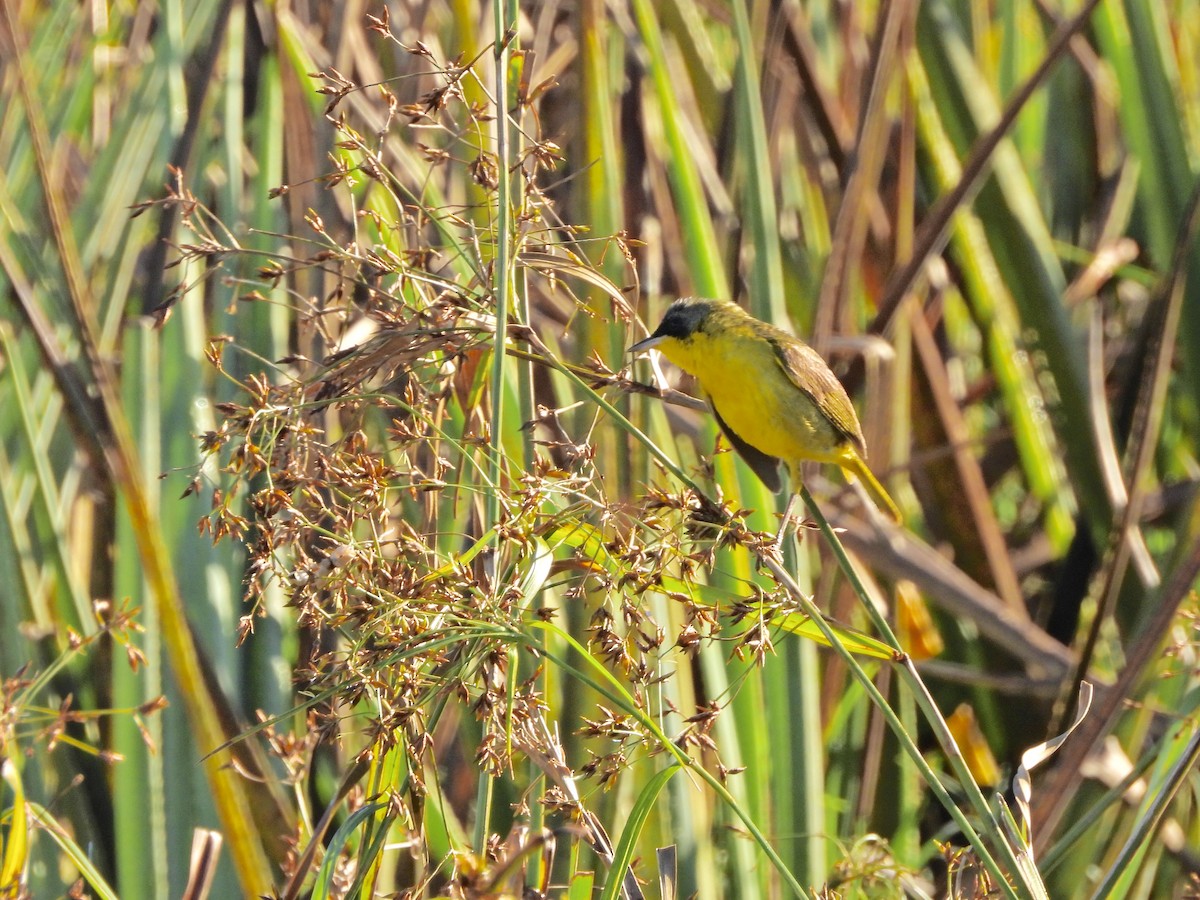 Mascarita Sureña - ML646809269