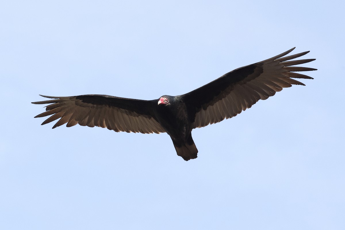 Zopilote indioilarra - ML646809273