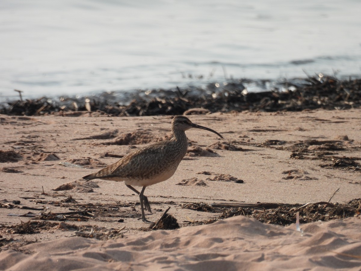 Hudsonian Whimbrel - ML646809274