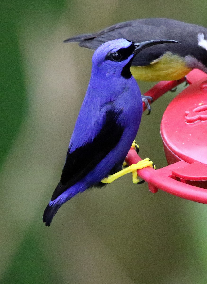 Kobaltnaschvogel - ML646809276