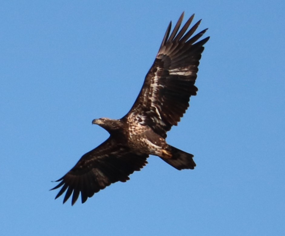 Bald Eagle - ML646809281