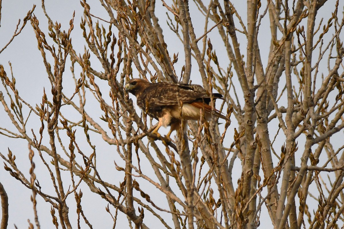 Канюк неоарктичний (підвид abieticola) - ML646809282