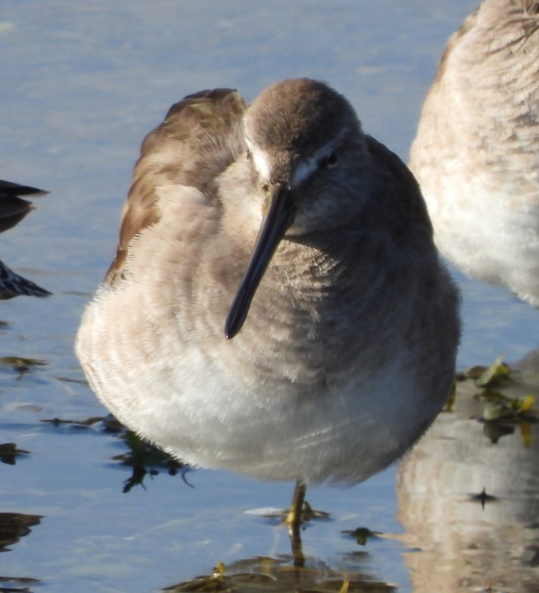 Long-billed Dowitcher - ML646809286