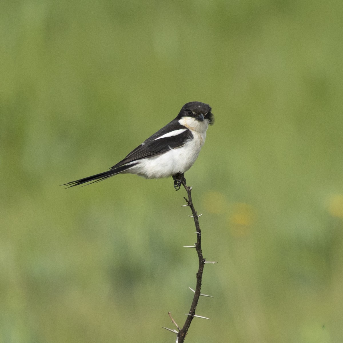 Fiskalwürger (collaris/pyrrhostictus) - ML646809288