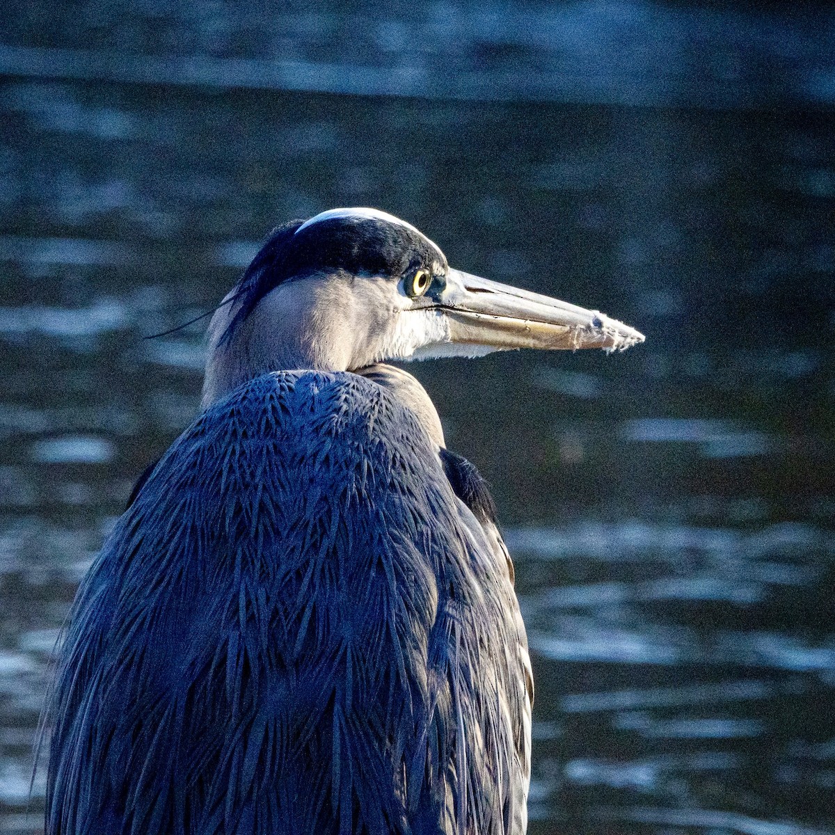 Grand Héron - ML646809290