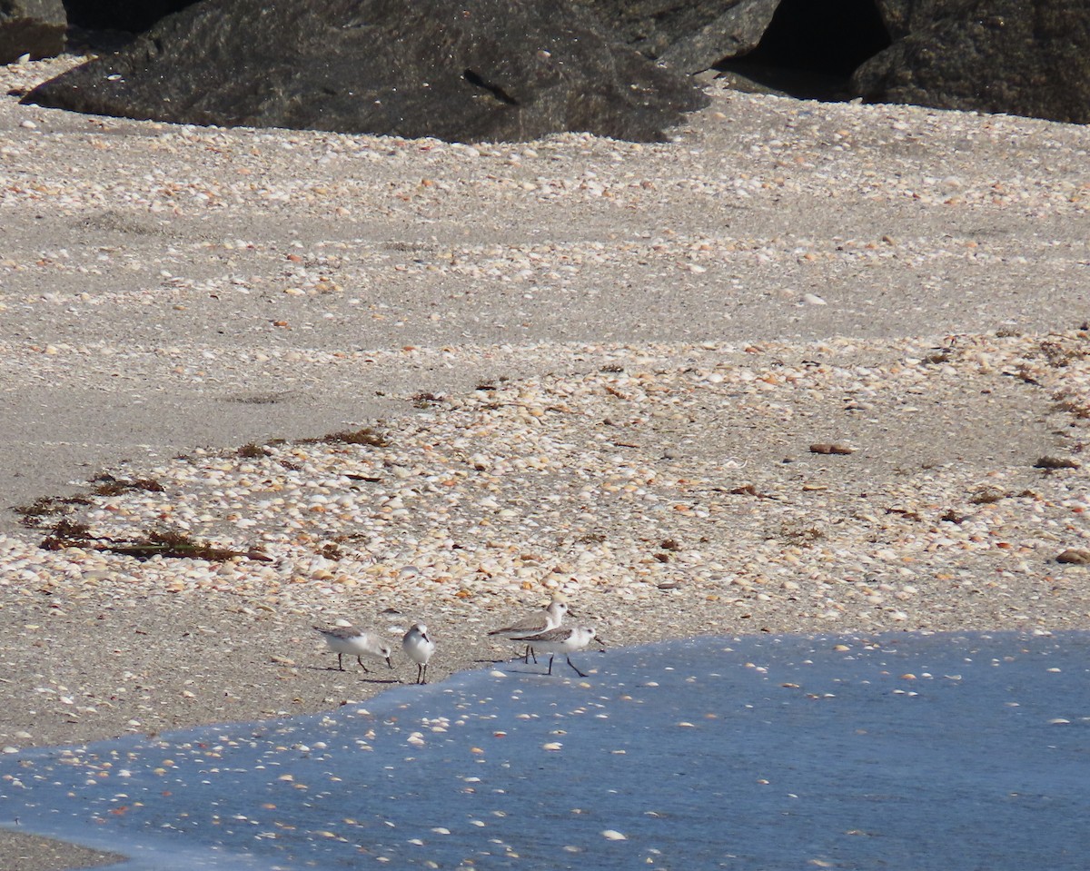 Песчанка - ML646809300