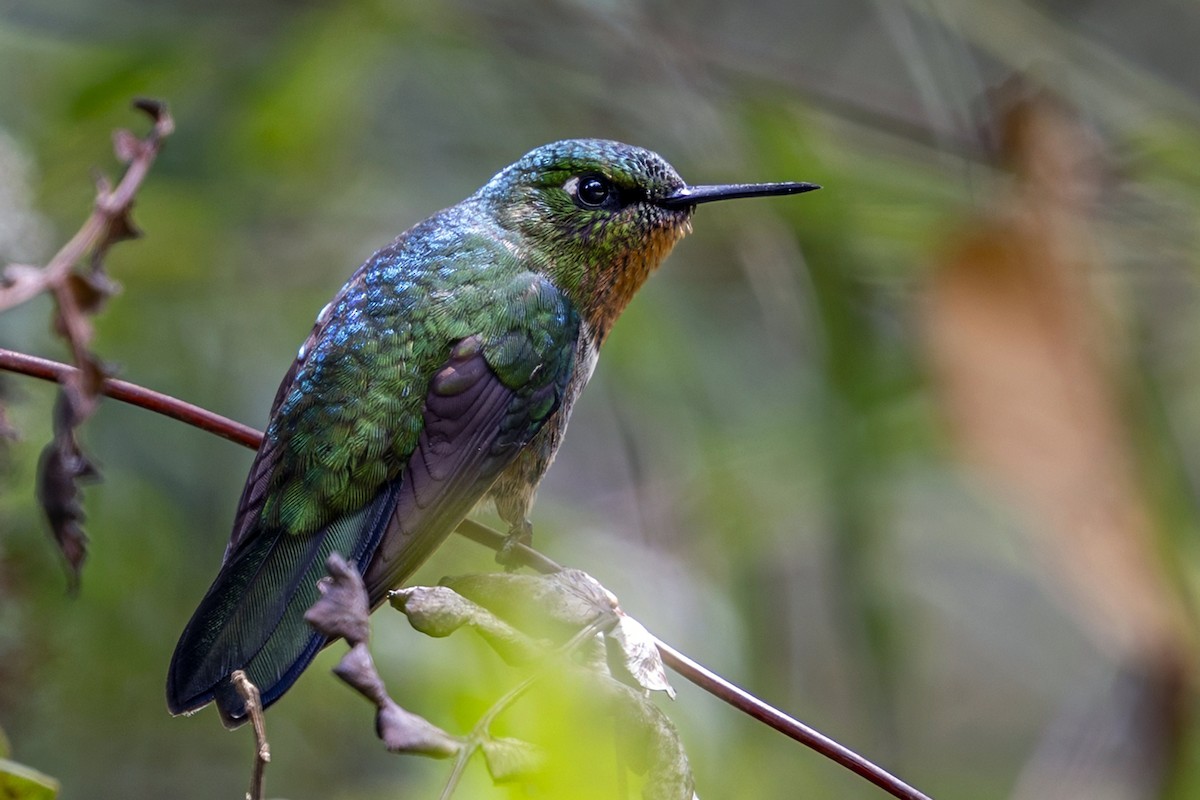 Amethyst-throated Sunangel - ML646809301