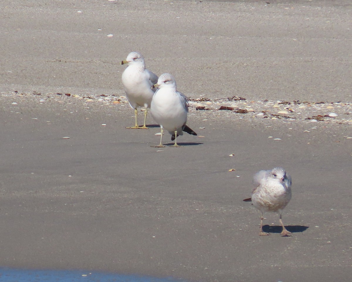 Делавэрская чайка - ML646809302