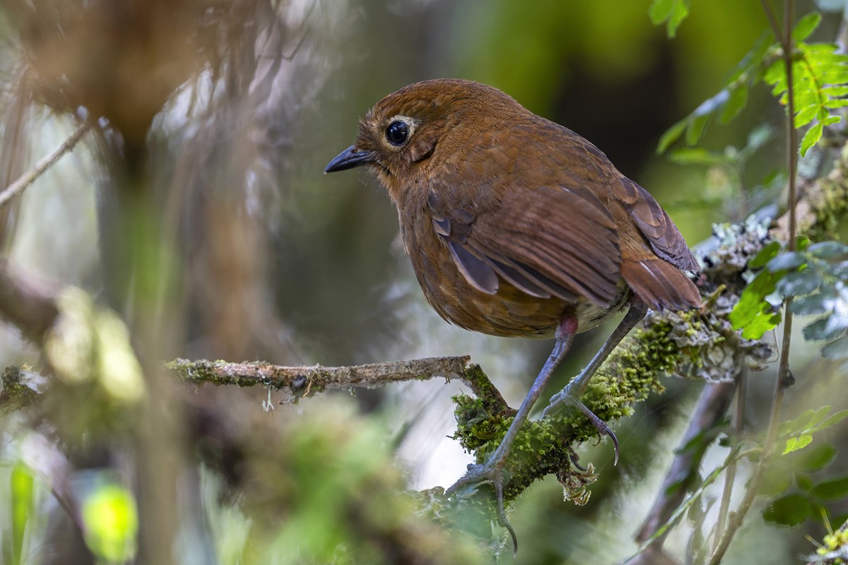 Junin Antpitta - ML646809304