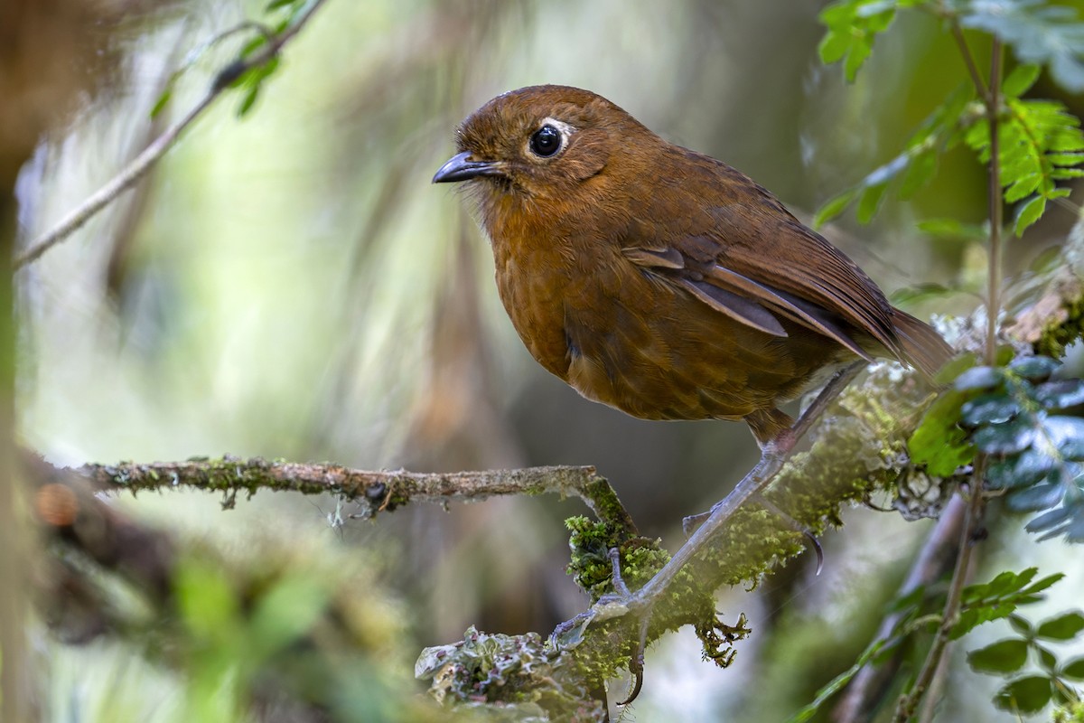 Junin Antpitta - ML646809305