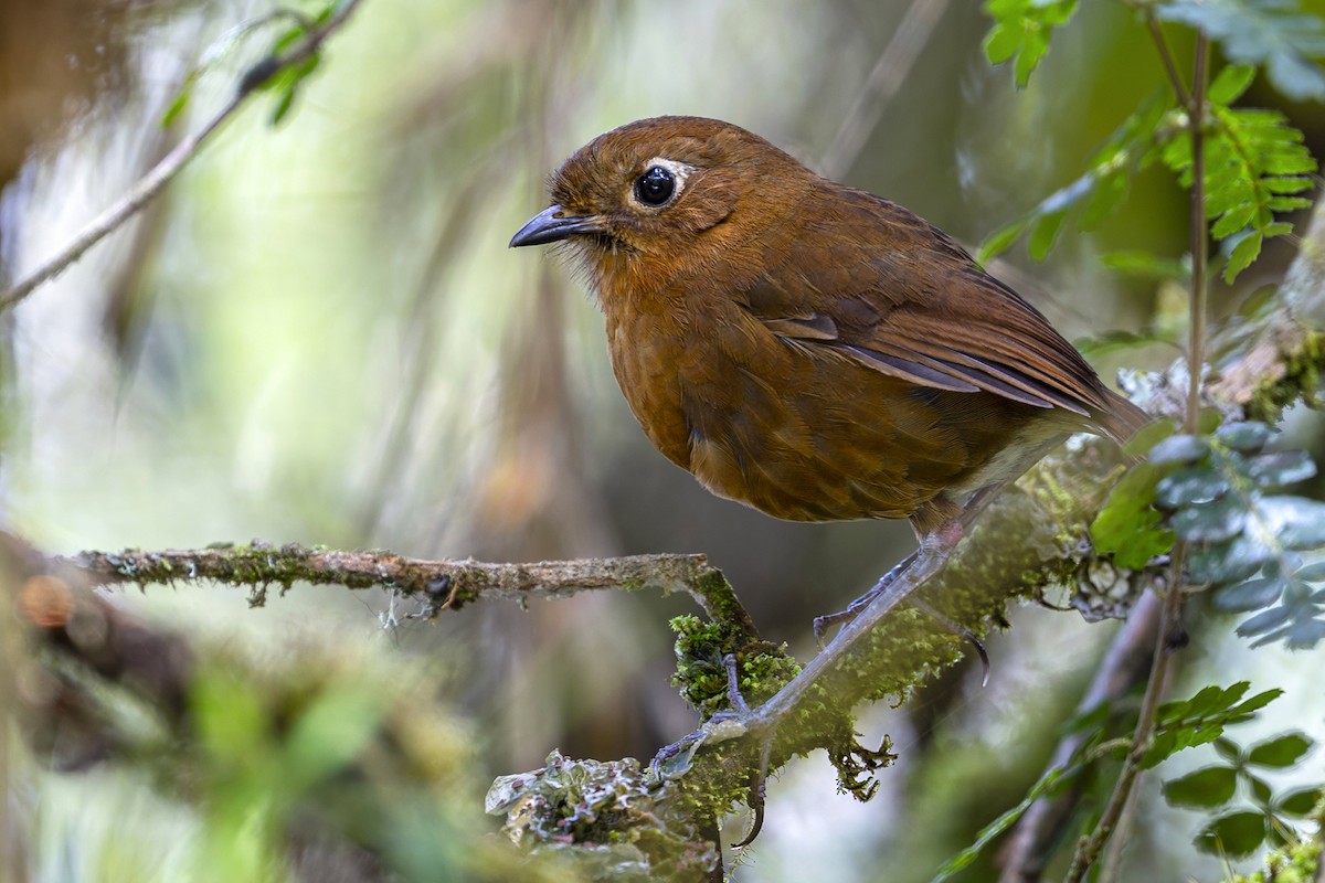 Junin Antpitta - ML646809306