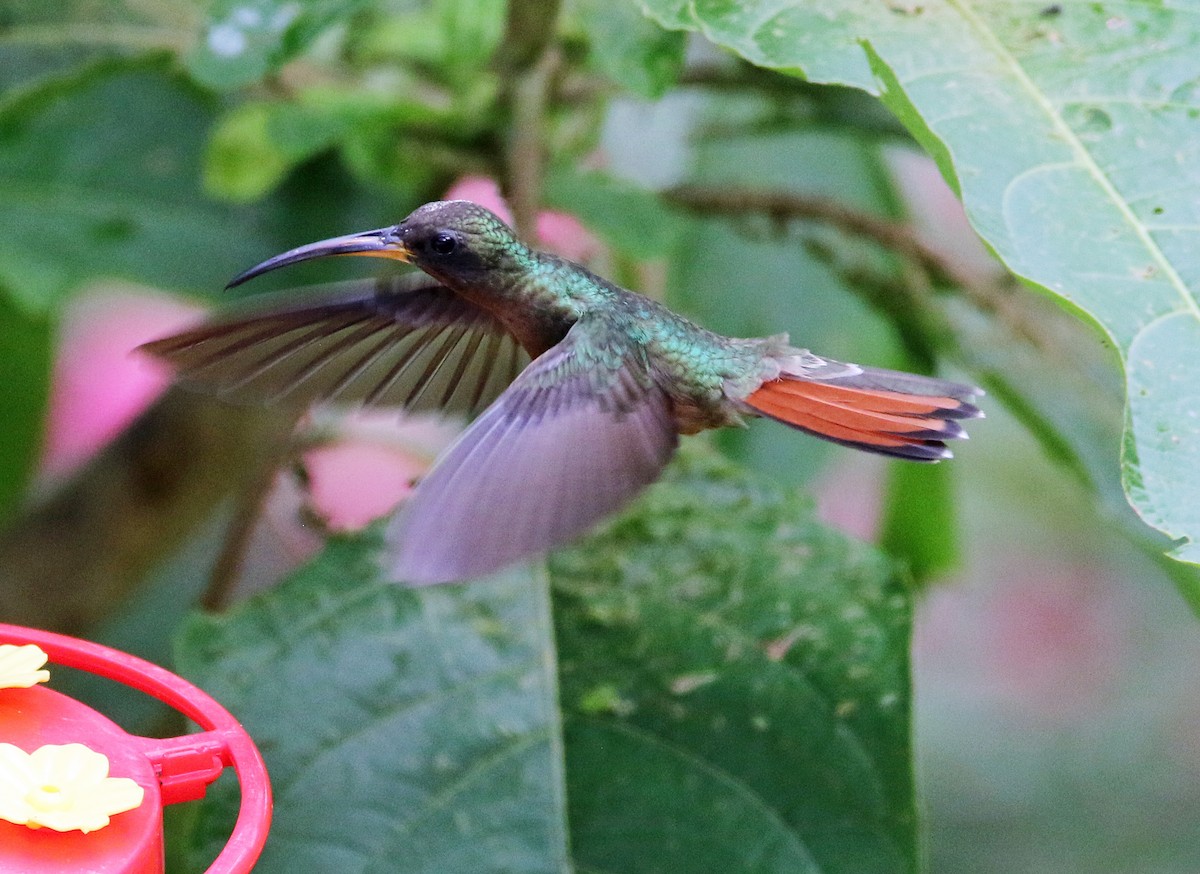Rotschwanz-Schattenkolibri - ML646809307