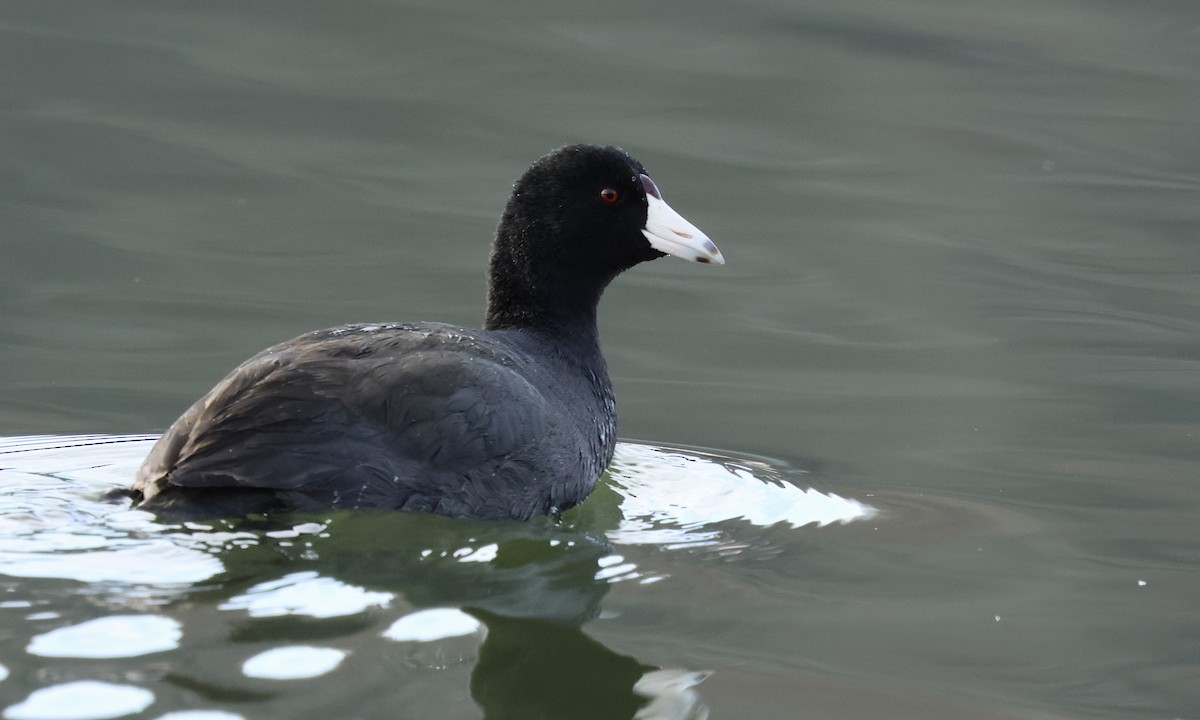 American Coot - ML646809308
