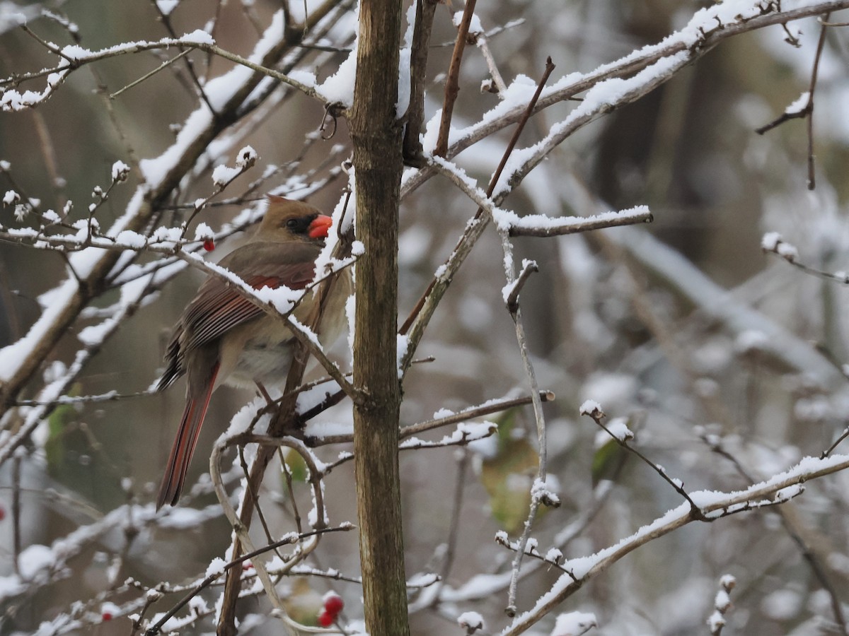 Northern Cardinal - ML646809312