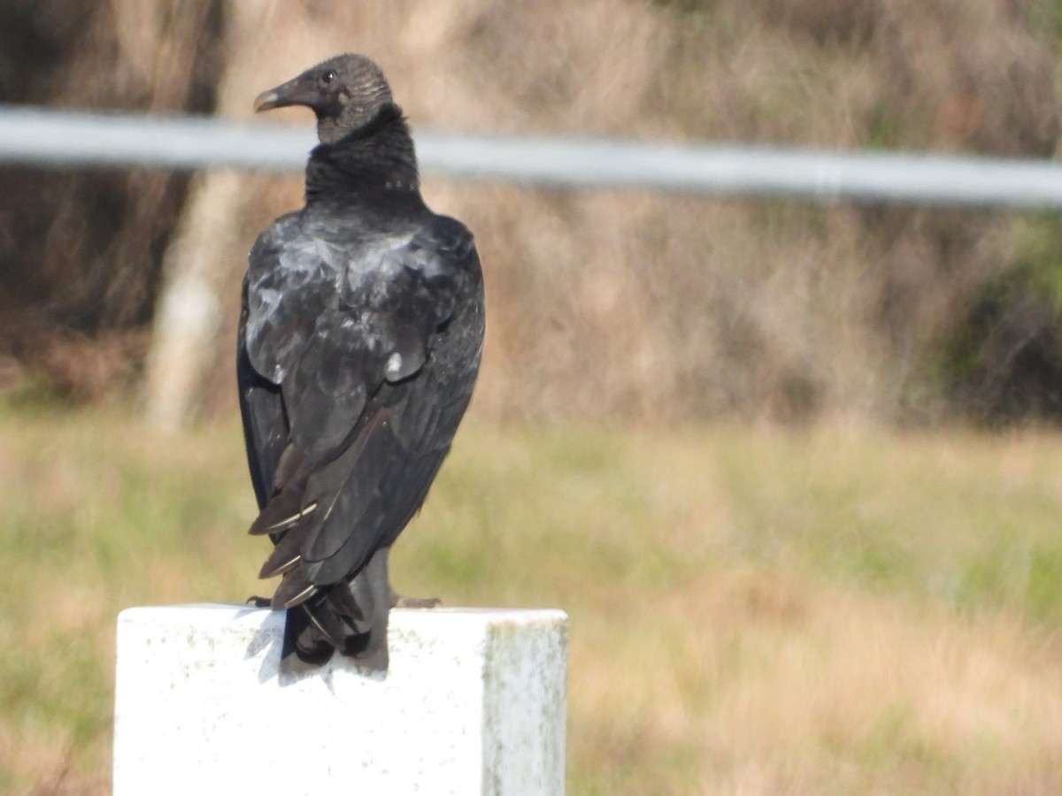 Zopilote beltza - ML646809315