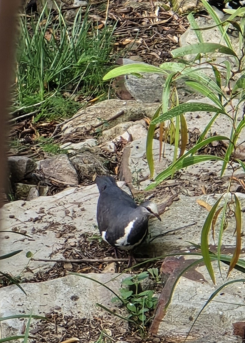 Wonga Pigeon - ML646809316