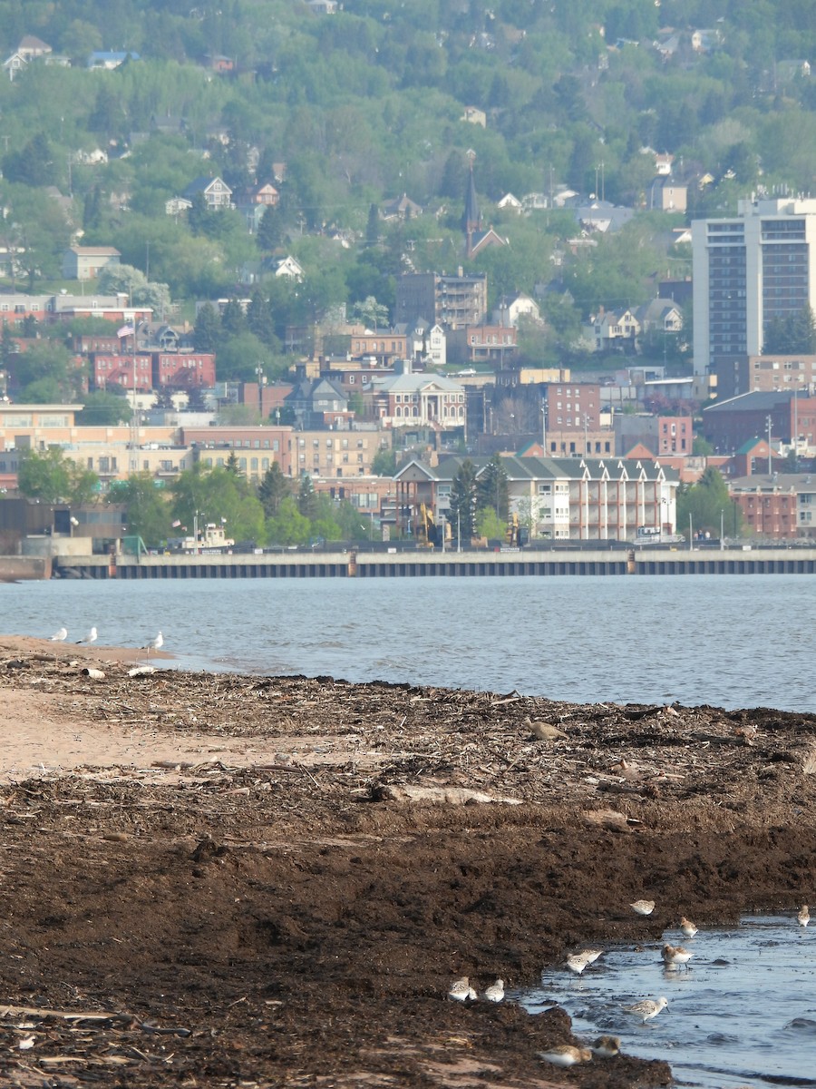 Sanderling - ML646809322