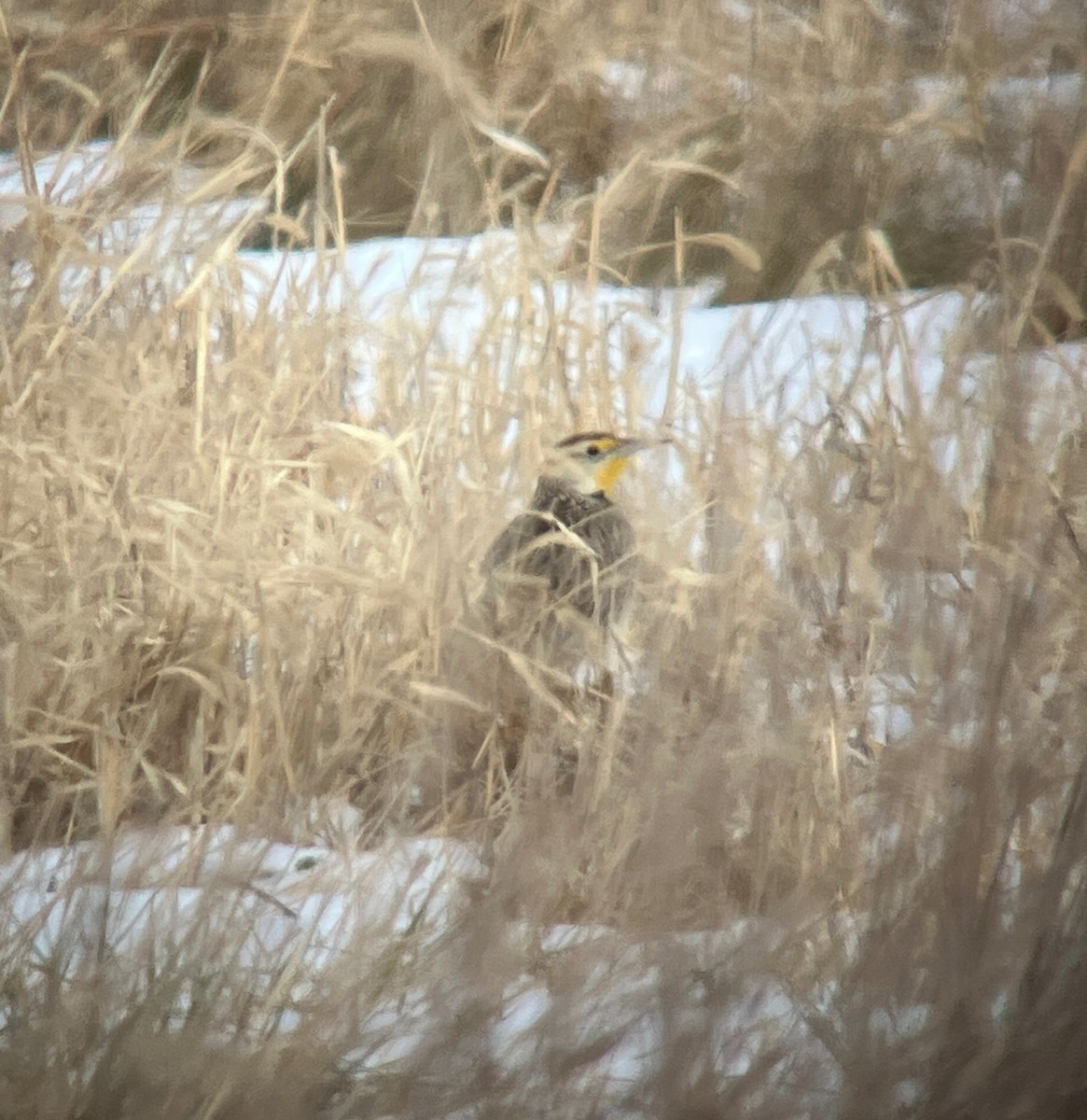 Eastern Meadowlark - ML646809330