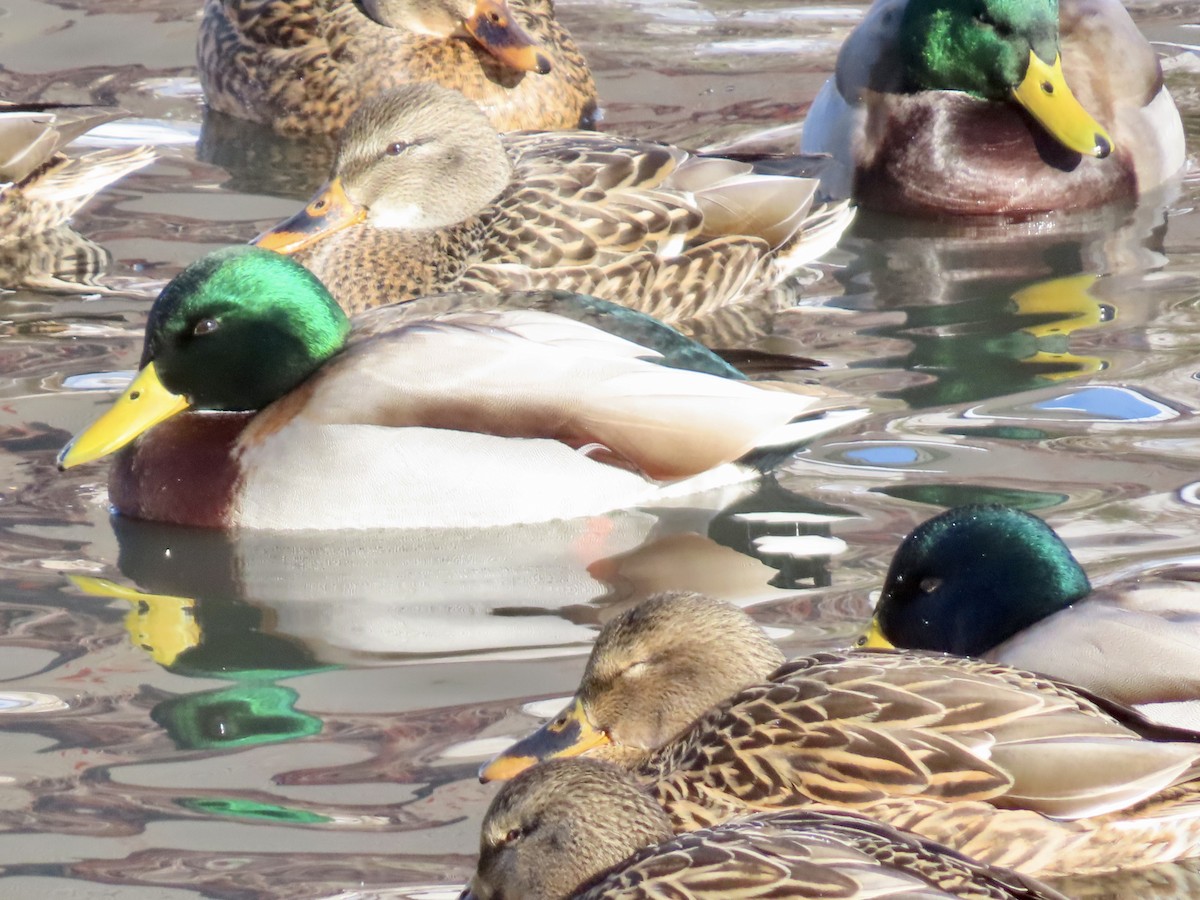 Крижень звичайний - ML646809331