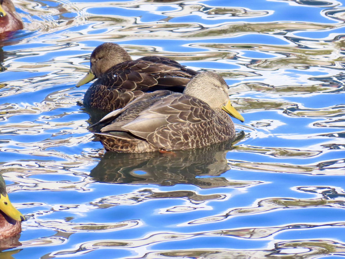 Крижень американський - ML646809334