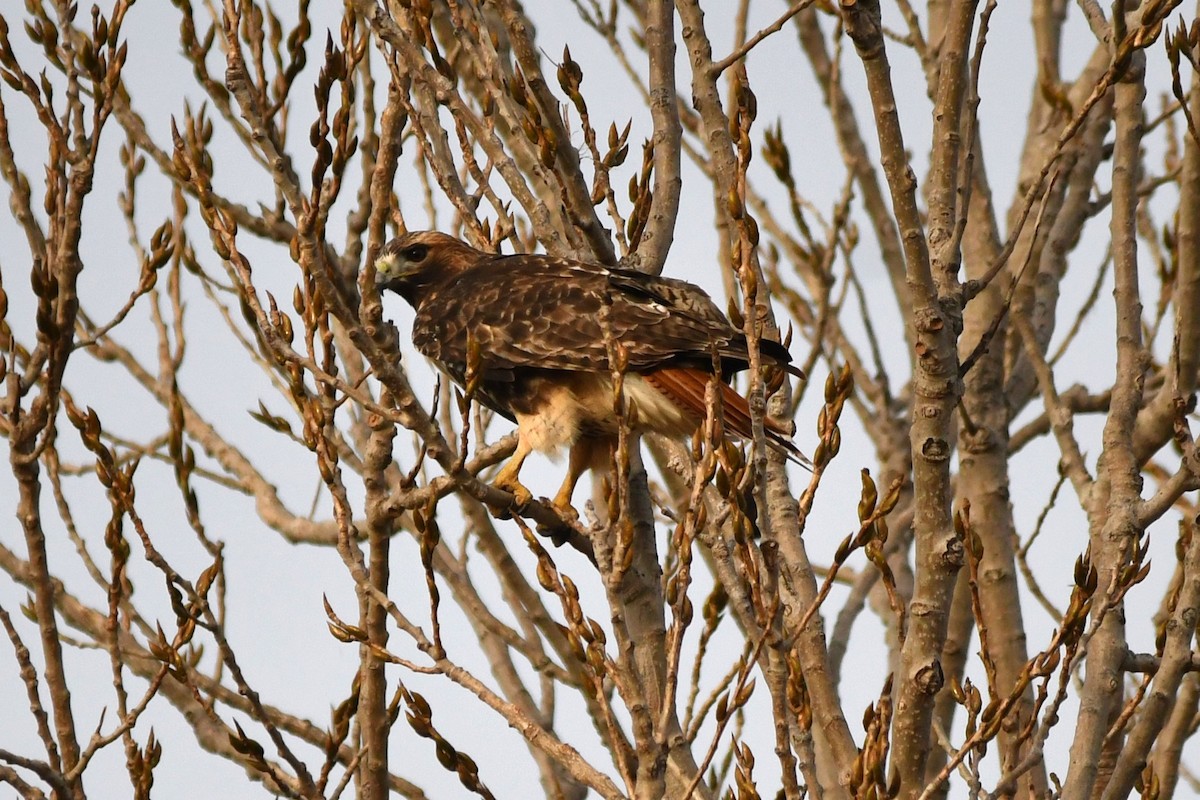 Канюк неоарктичний (підвид abieticola) - ML646809340