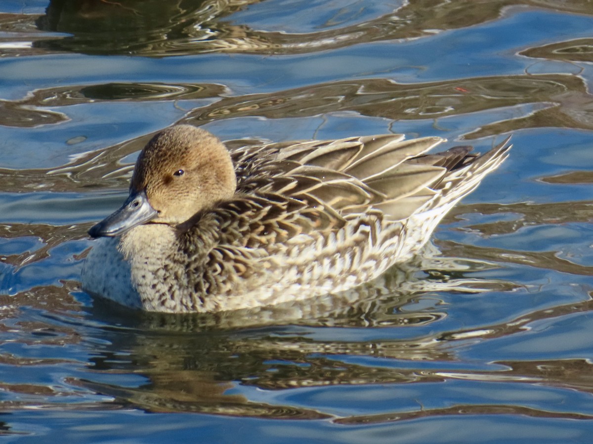 Шилохвіст північний - ML646809341
