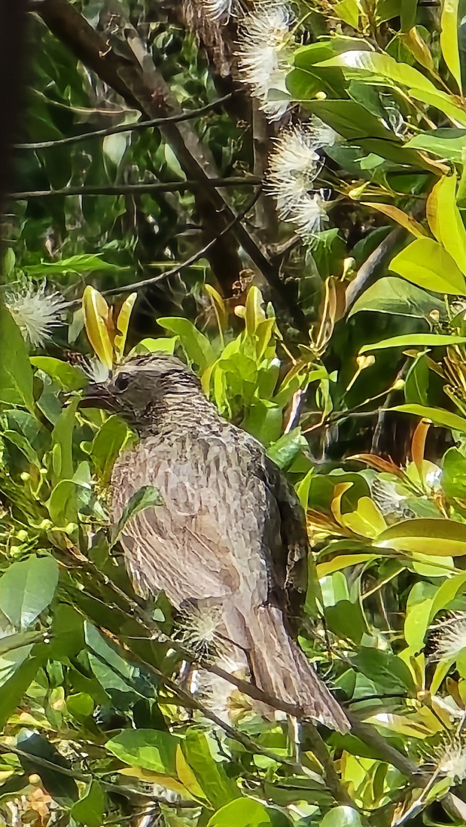 Olive-backed Oriole - ML646809343