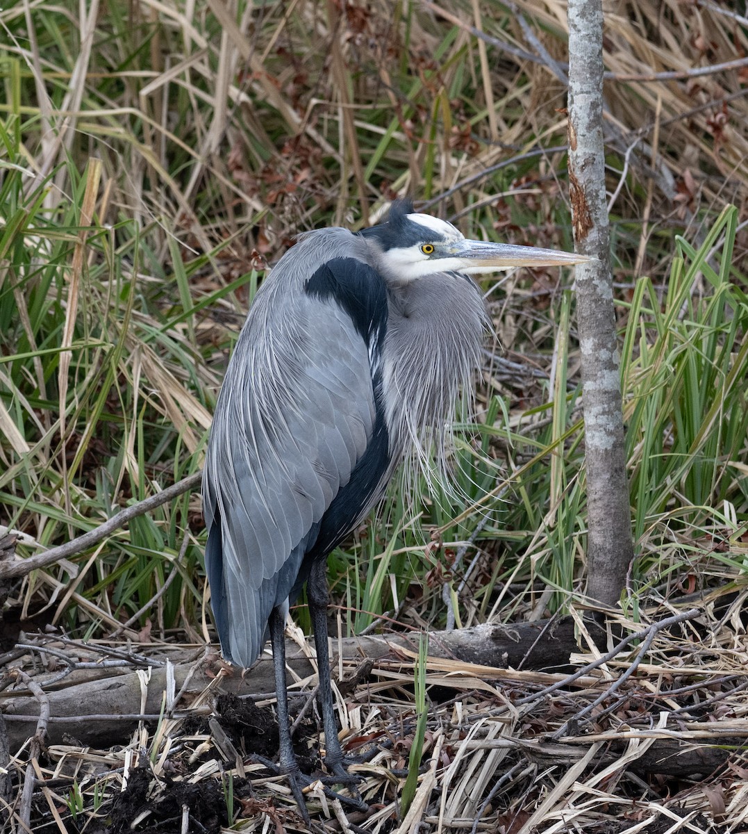 Great Blue Heron - ML646809360
