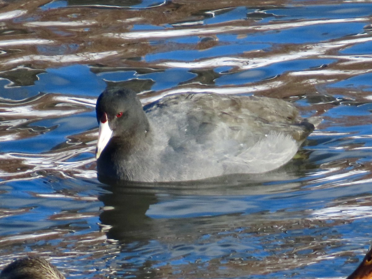 Лиска американська - ML646809361