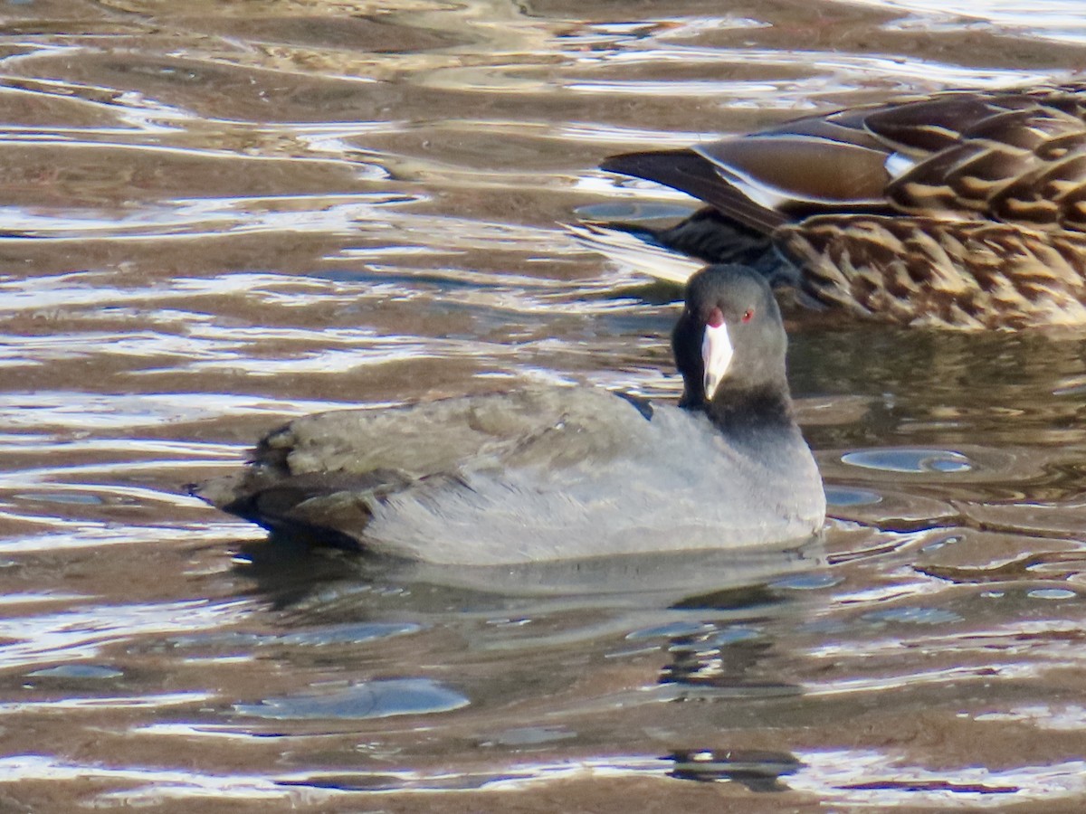 Лиска американська - ML646809362