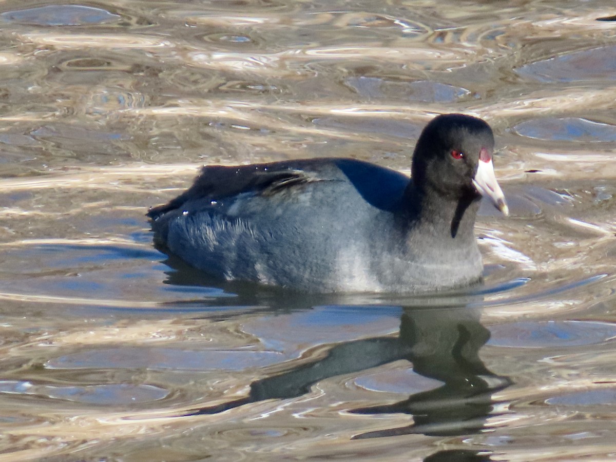 Лиска американська - ML646809363