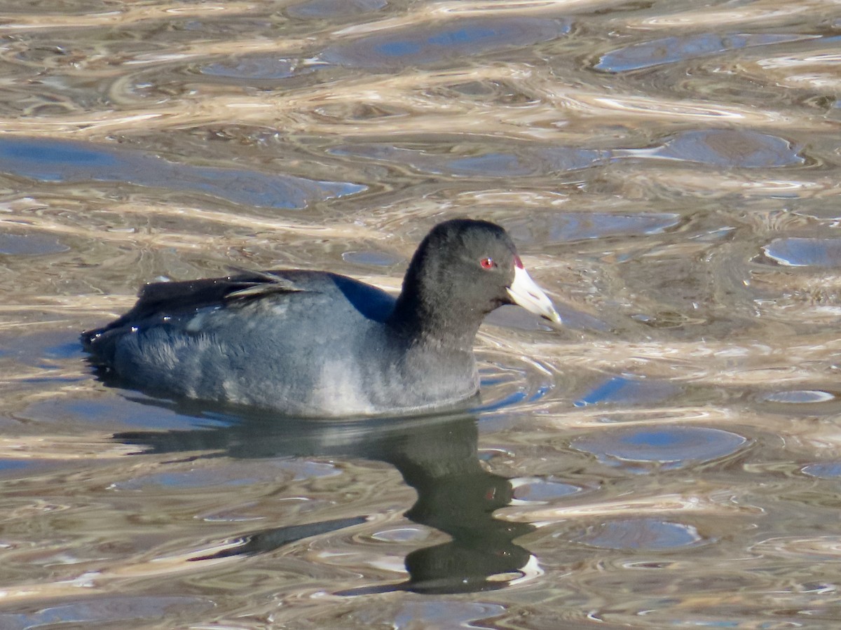 Лиска американська - ML646809364