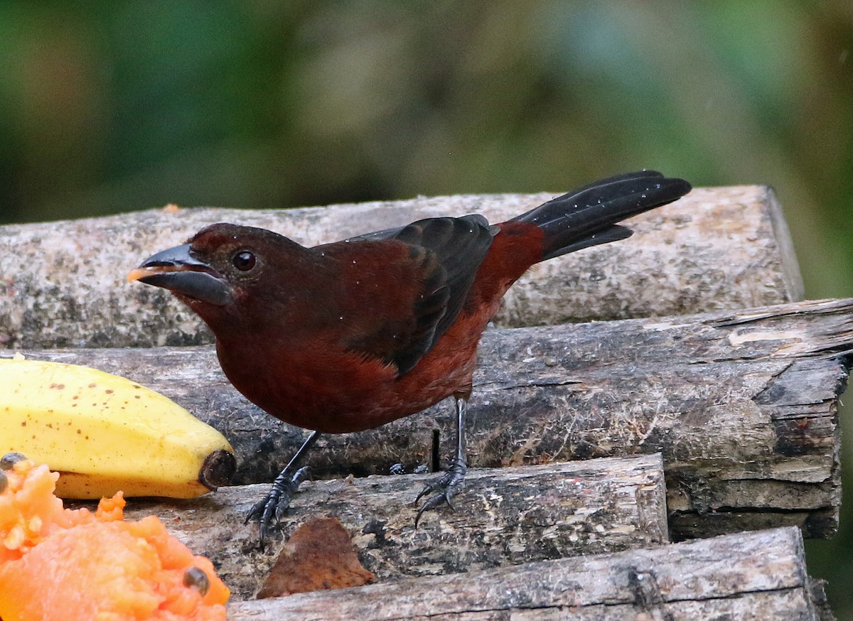 Purpurtangare - ML646809365