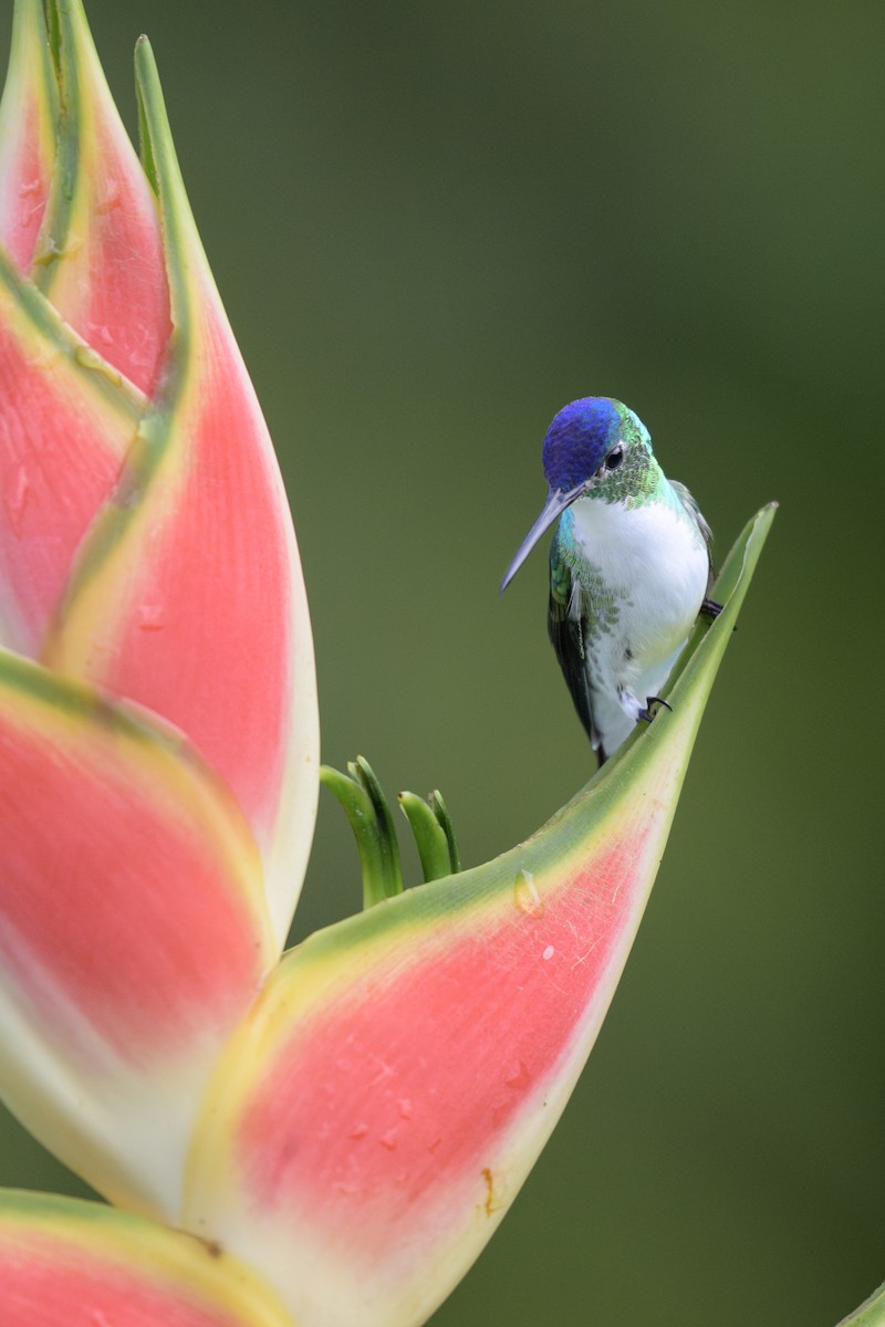 And Zümrütü - ML646809367