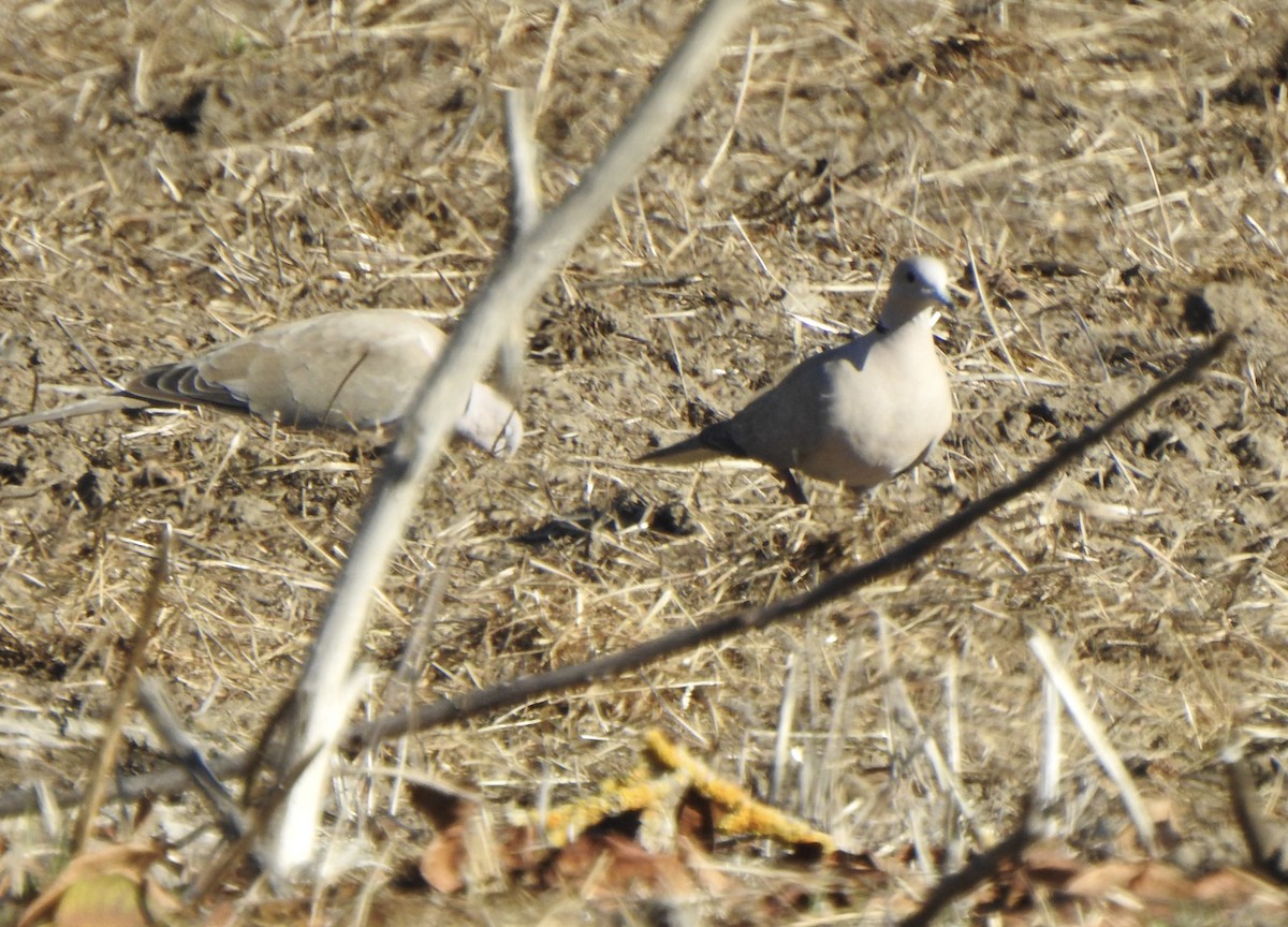 תור צווארון - ML646809386