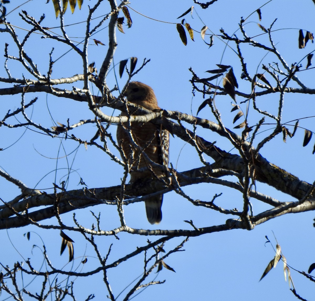 Red-shouldered Hawk - ML646809390