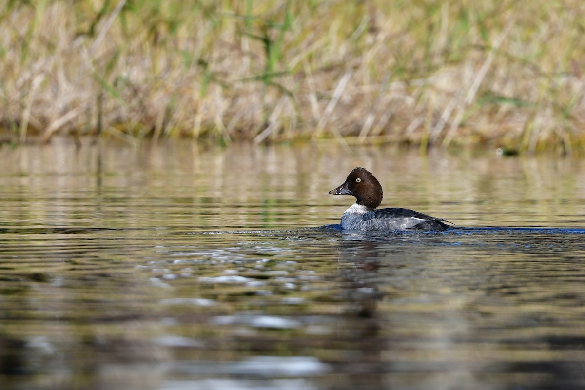 kvinand - ML646809391