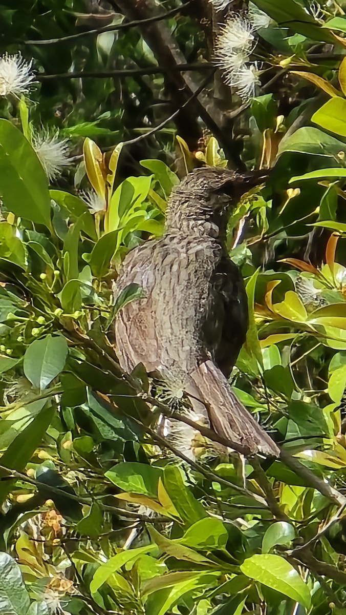 Olive-backed Oriole - ML646809392
